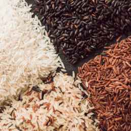 rice varieties